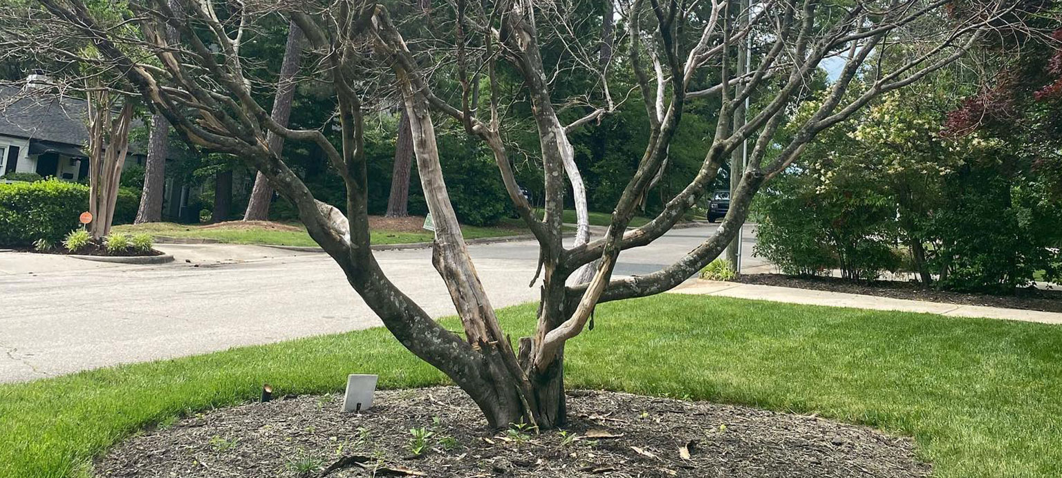 small-tree-removal-triangle